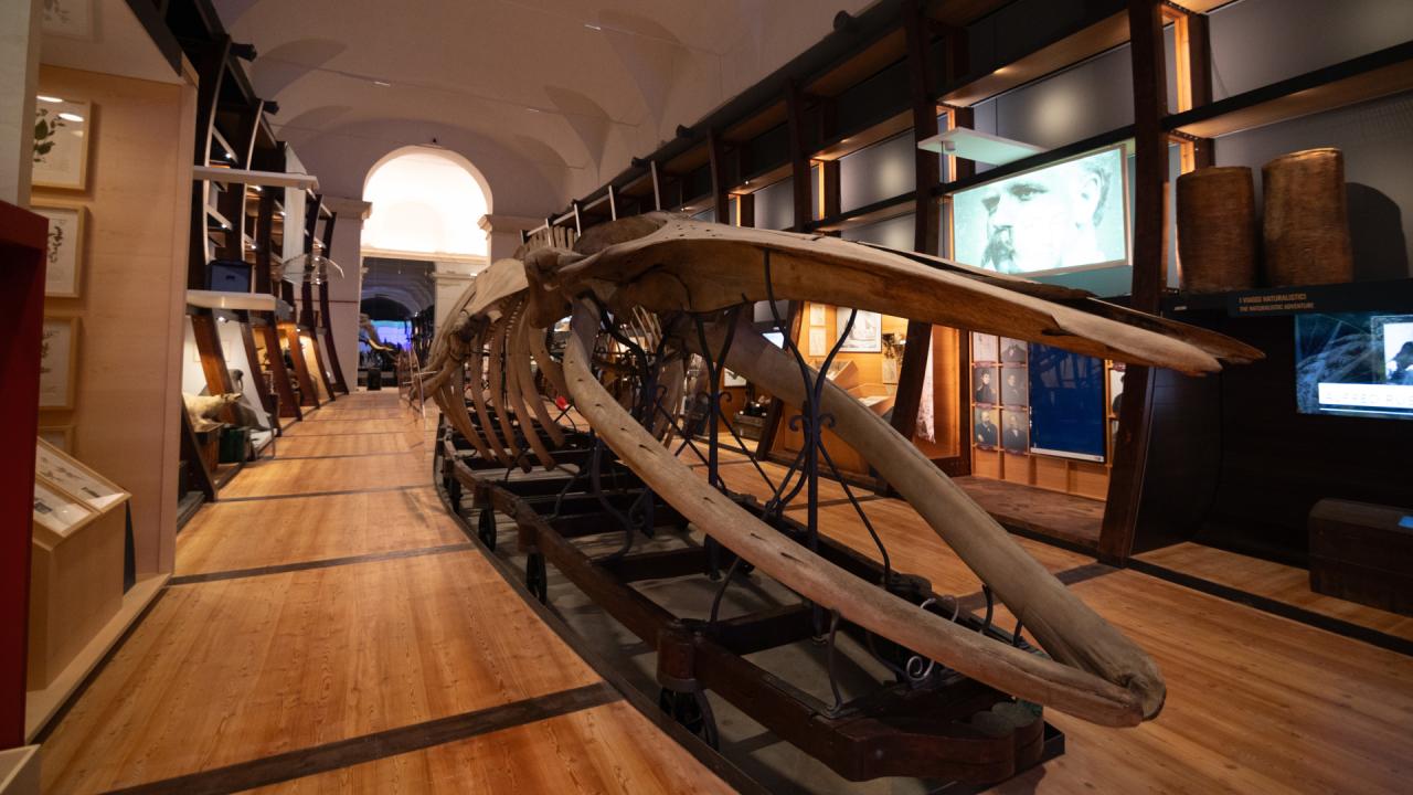 museo delle scienze naturali londra